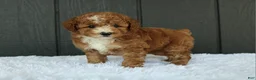 Miniature Poodle dogs for sale: AKC Blaze - Ad 6