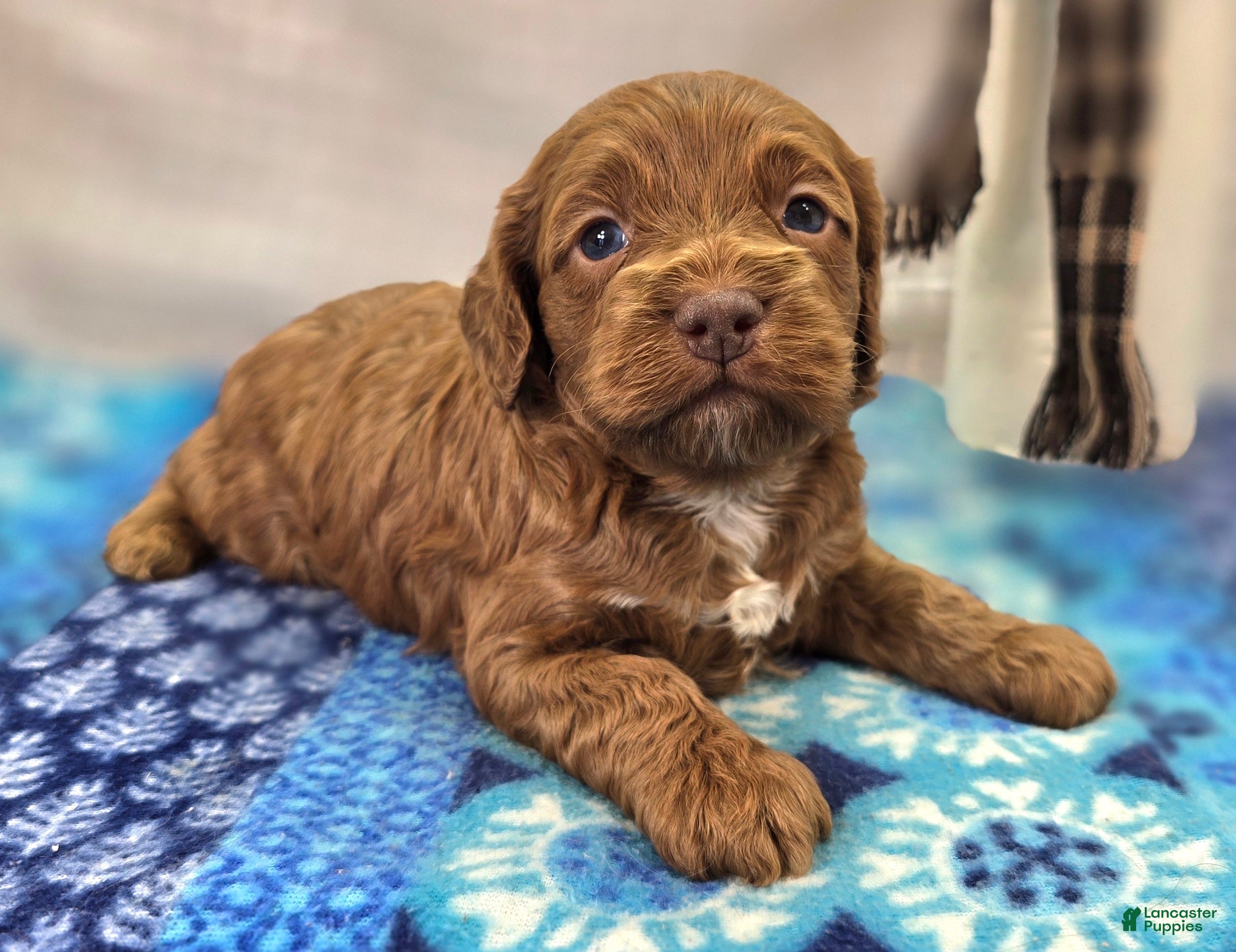 Cockapoo dogs Rime - Ad 14