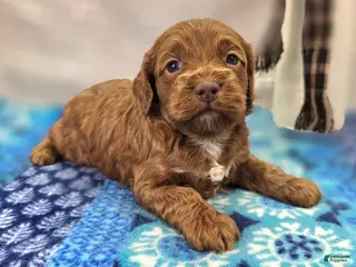 Cockapoo dogs Rime - Ad 14