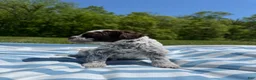 Lagotto Romagnolo dogs for sale: Lagotto Romagnolo Puppy 7 - Ad 2