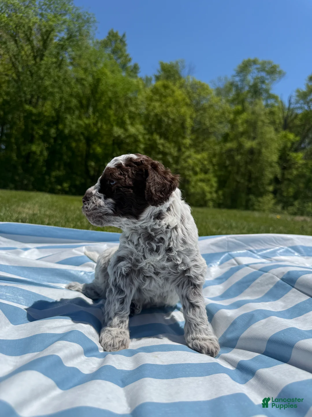 Lagotto Romagnolo dogs for sale: Lagotto Romagnolo Puppy 7 - Ad 2