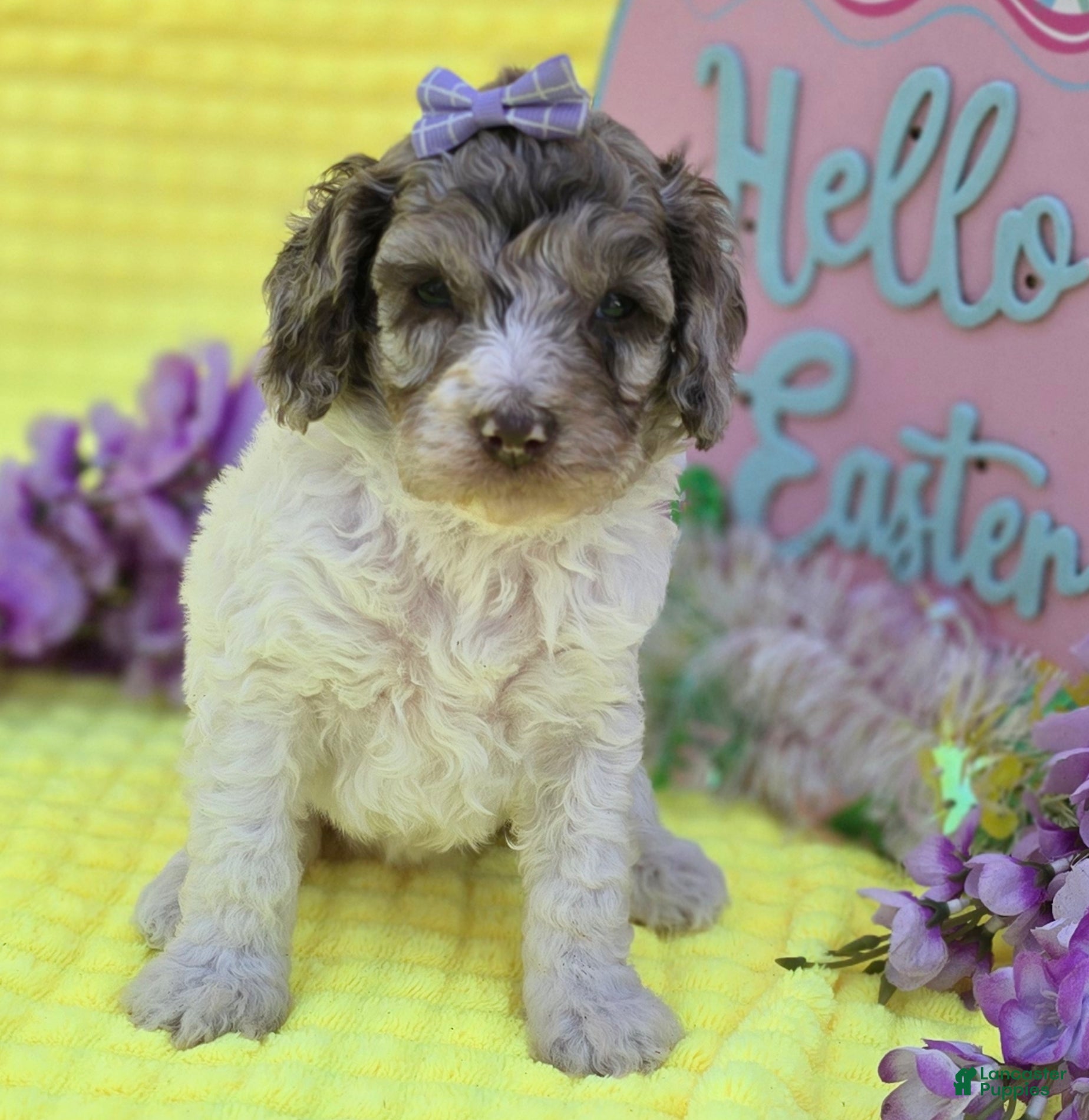 Mini Goldendoodle dogs Pippin - Ad 25