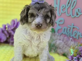 Mini Goldendoodle dogs Pippin - Ad 25