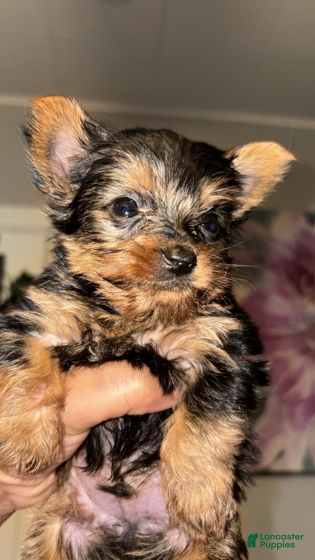 Yorkshire Terrier dogs for sale: Yorkshire Terrier Puppy 1 - Ad 1