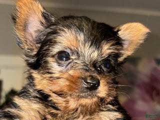 Yorkshire Terrier dogs Yorkshire Terrier Puppy 1 - Ad 5