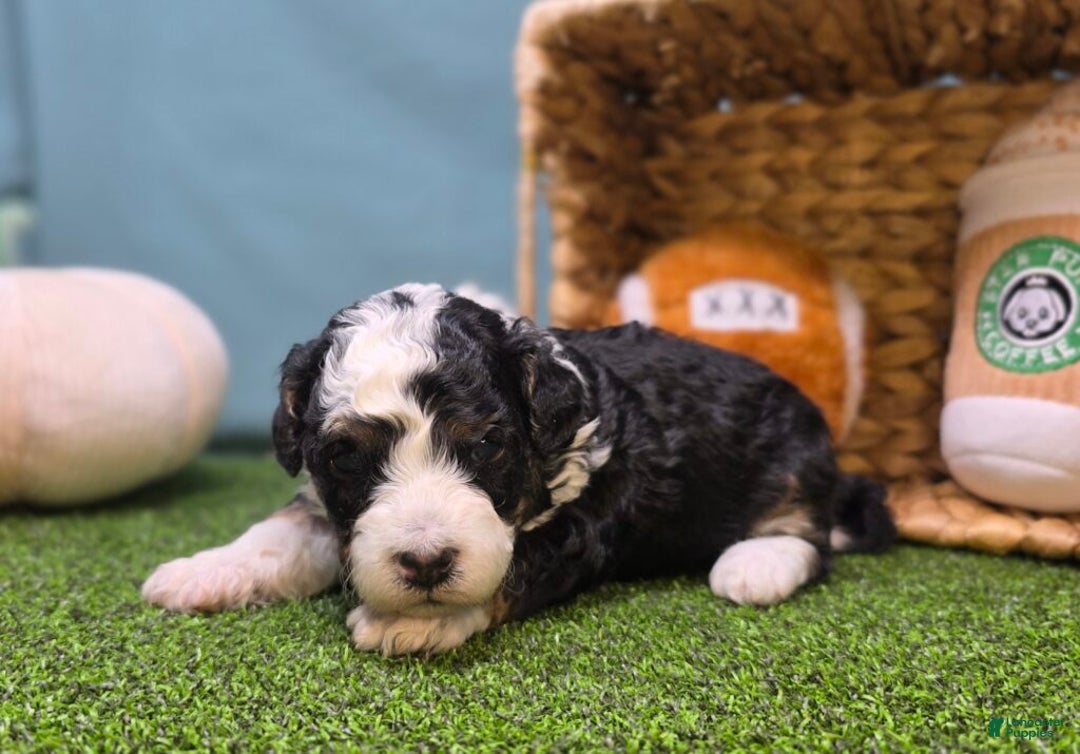 Mini Bernedoodle dogs for sale: Elsie - Ad 1