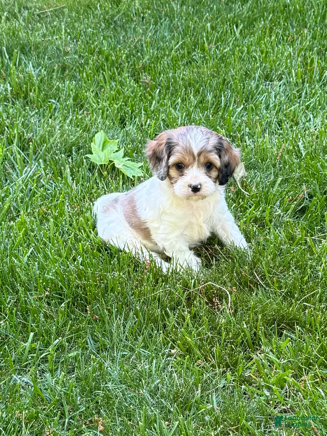 Cavapoo dogs for sale: Apollo - Ad 2