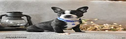 Boston Terrier dogs for sale: Rocky - Ad 1