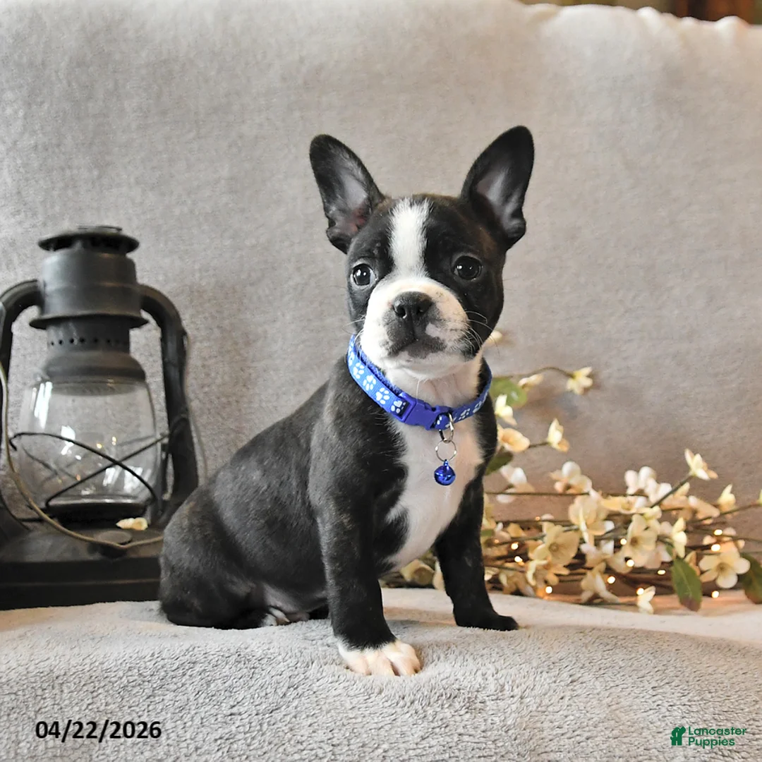 Boston Terrier dogs for sale: Rocky - Ad 1