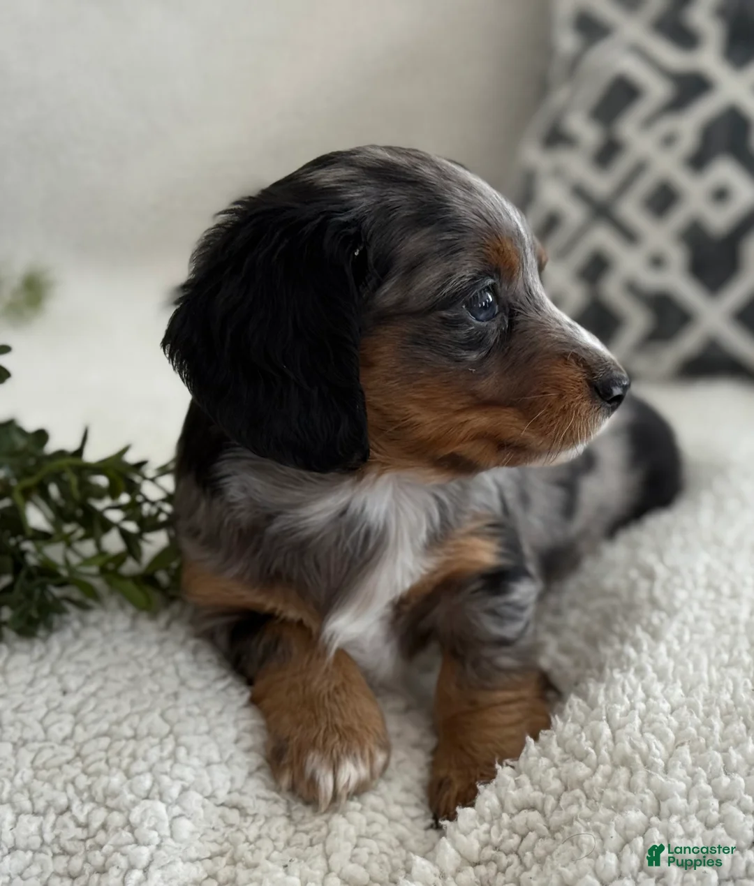 Miniature Dachshund dogs for sale: Tessa - Ad 7