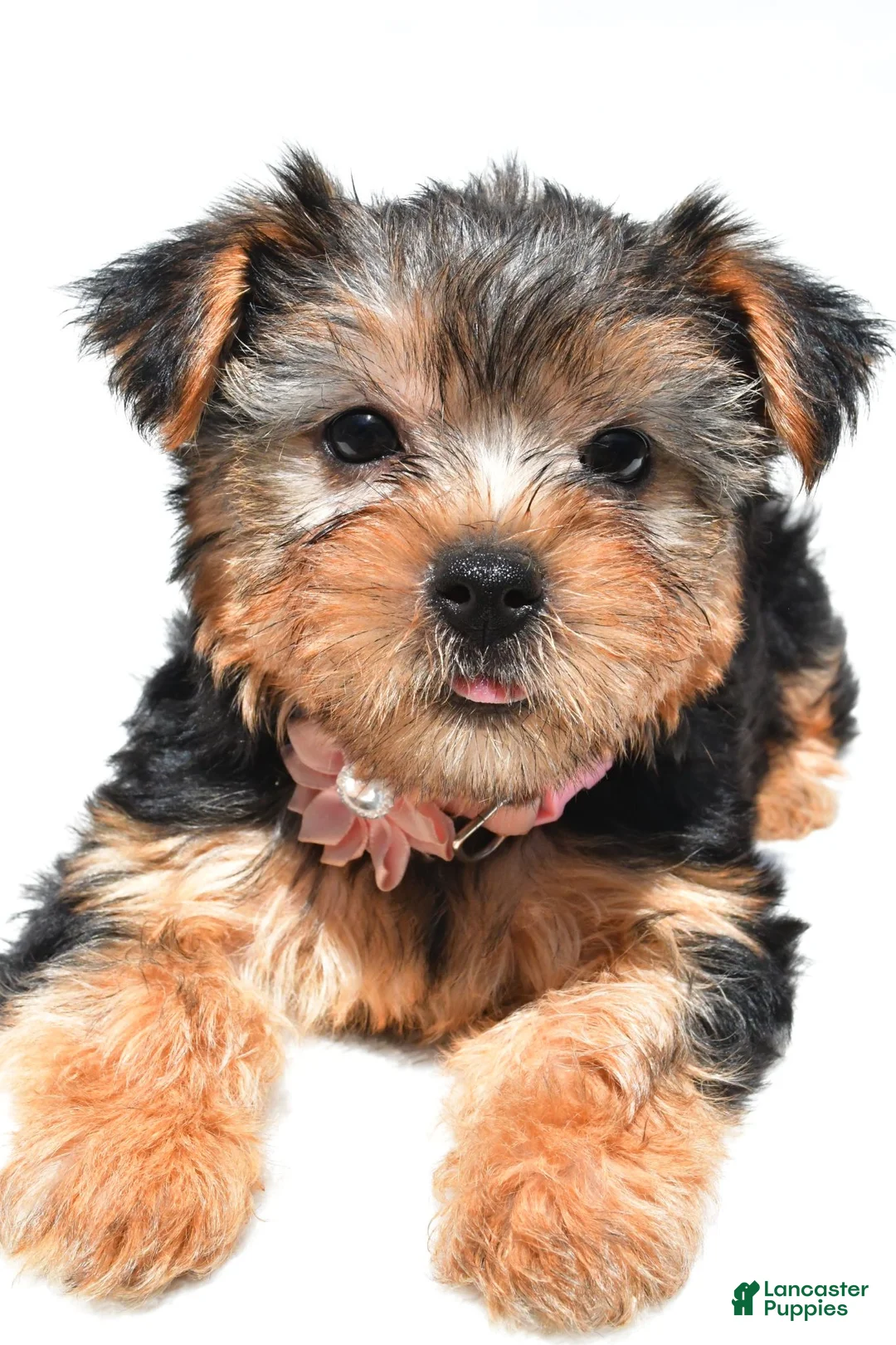 Yorkshire Terrier dogs for sale: Beth - Ad 1