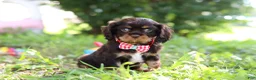 Cavalier King Charles Spaniel dogs for sale: Chico - Ad 4