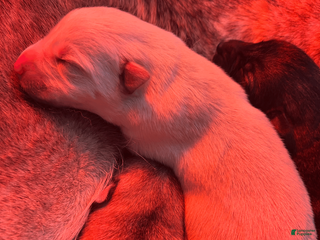 Gerberian Shepsky dogs Gerberian Shepsky Puppy 1 - Ad 16