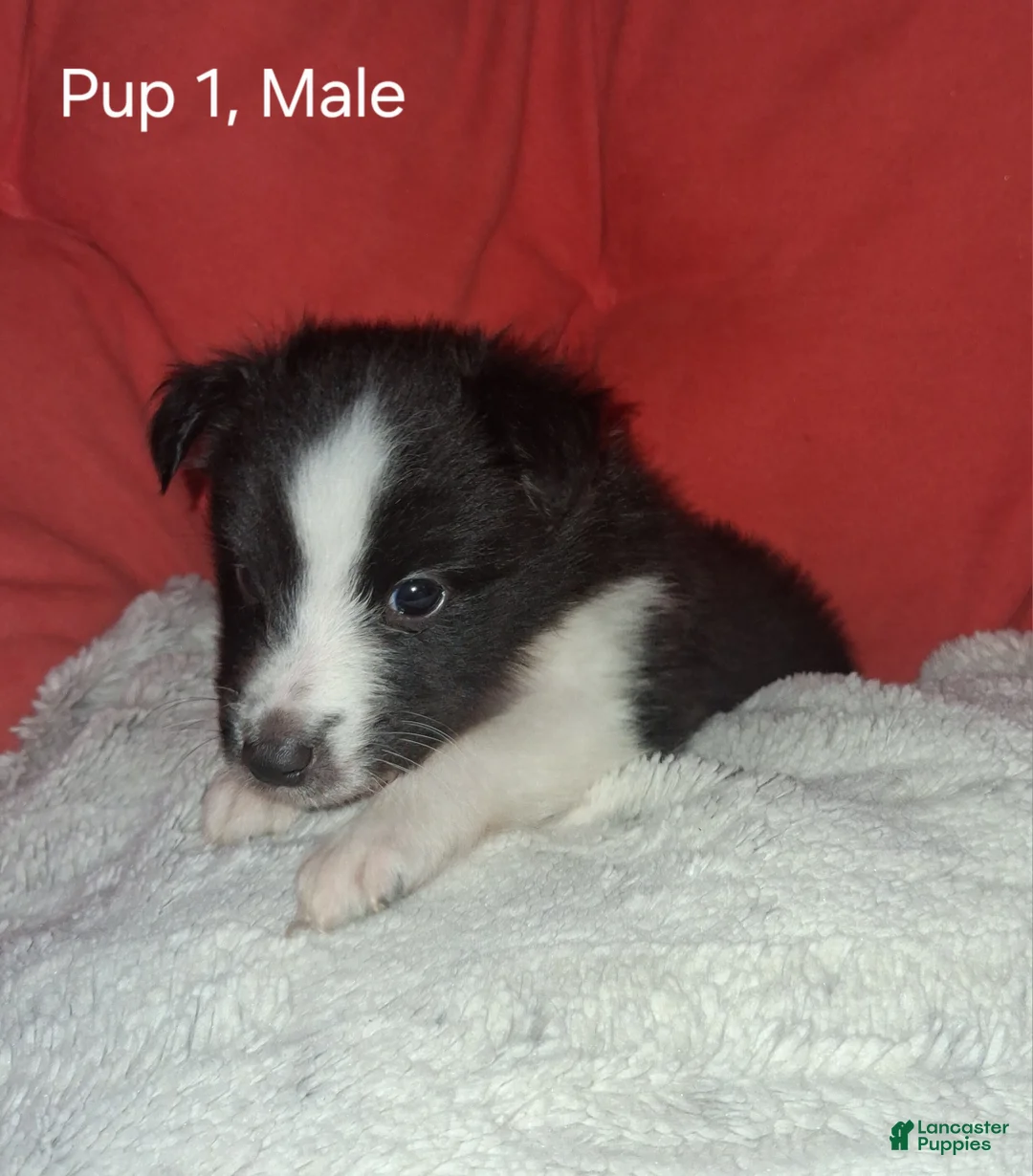 Shetland Sheepdog dogs for sale: Shetland Sheepdog Puppy 1 - Ad 2