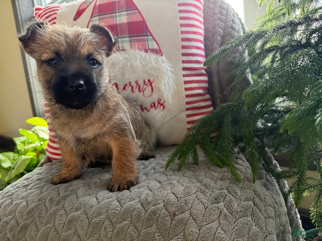Cairn Terrier dogs for sale: Jingles  - Ad 4