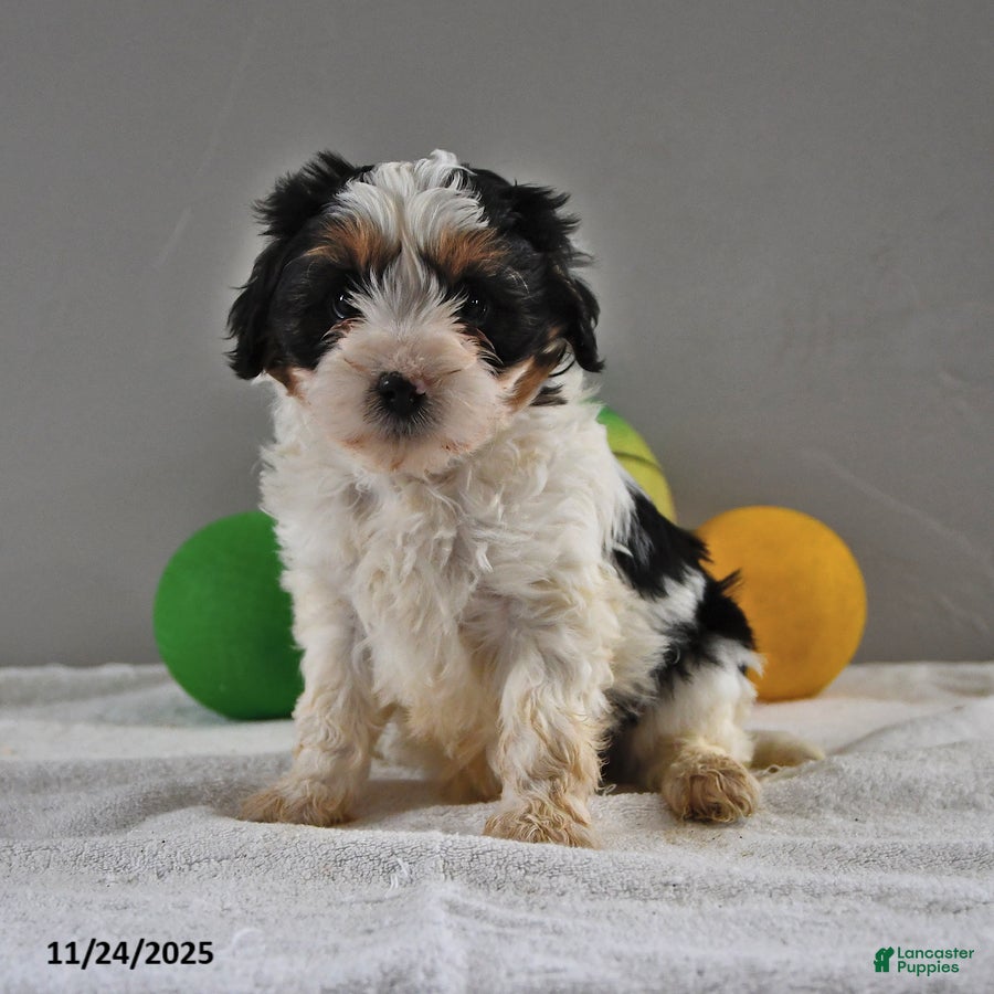 Cavapoo dogs Alex - Ad 13