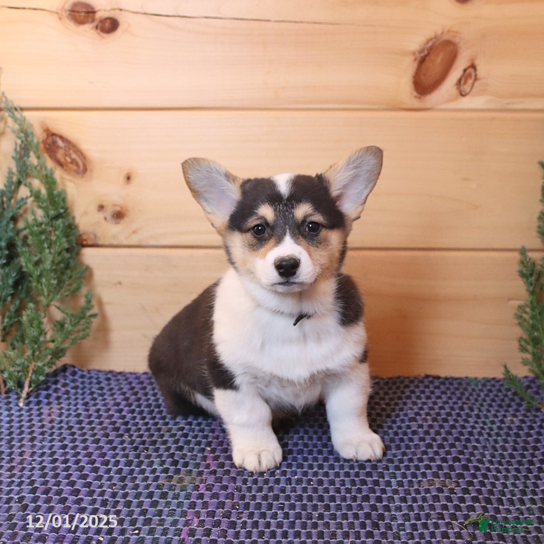 Welsh Corgi Pembroke dogs for sale: Sport - Ad 2