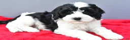 Mini Sheepadoodle dogs for sale: Piper - Ad 6