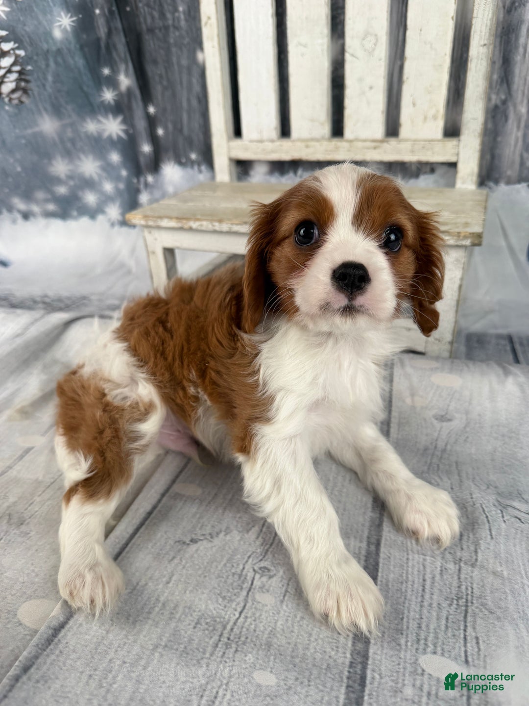Cavalier King Charles Spaniel dogs for sale: Slash - Ad 9