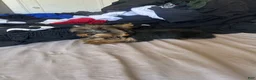 Yorkshire Terrier dogs for sale: Teacup Bruno  - Ad 5
