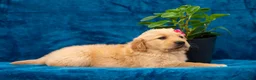 Golden Retriever dogs for sale: Tania - Ad 8