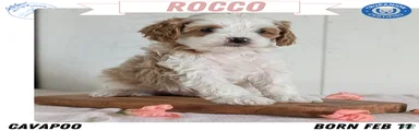 Rocco