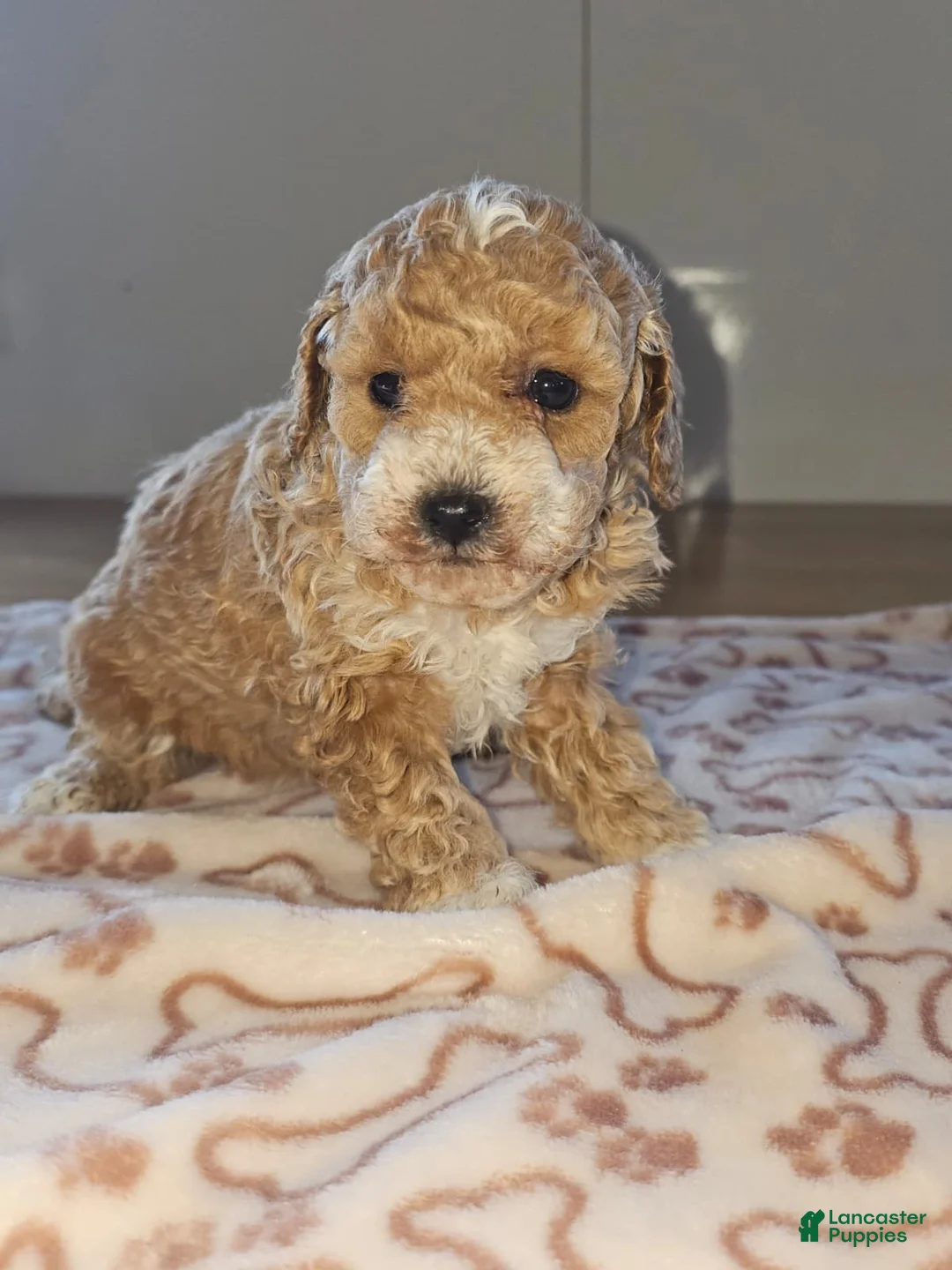 Miniature Poodle dogs for sale: Mia - Ad 5
