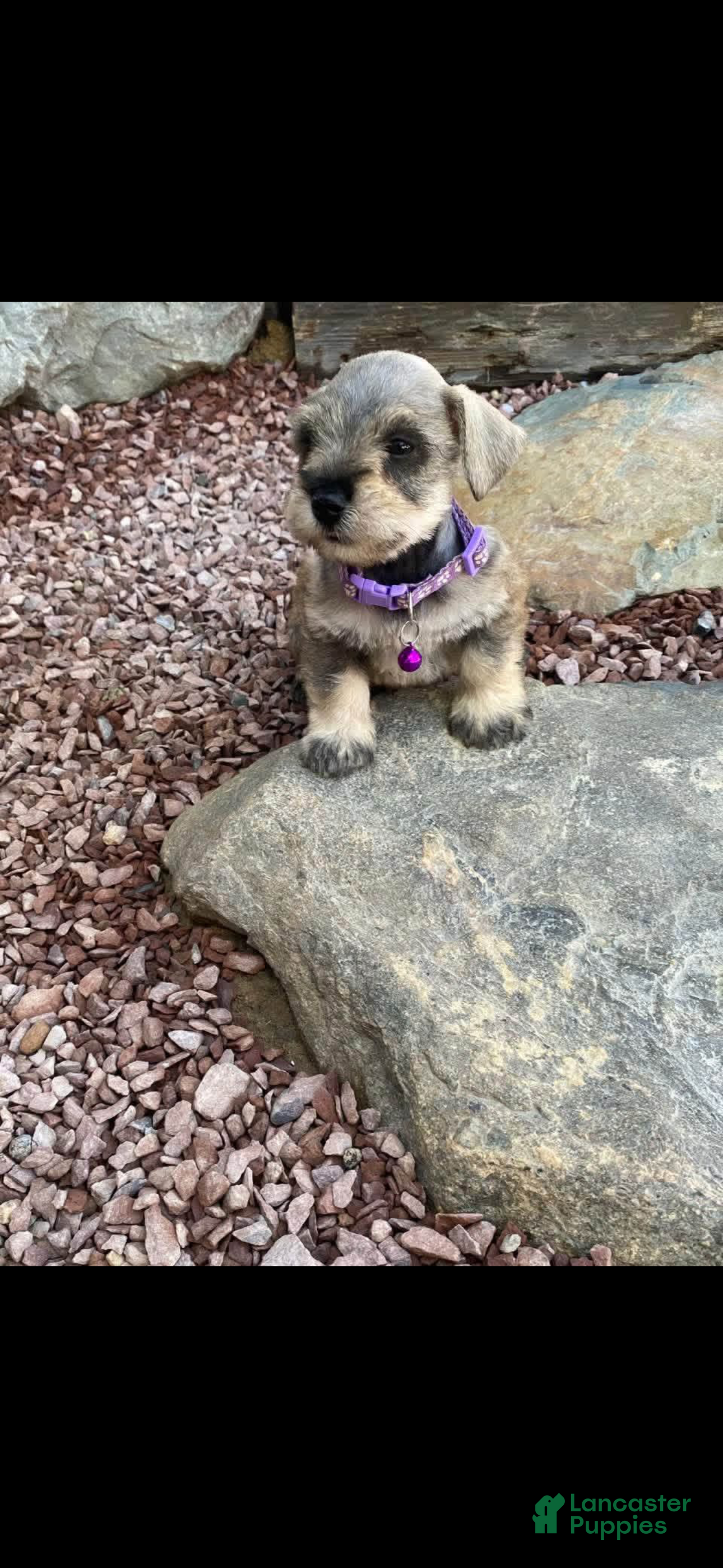Miniature Schnauzer dogs Moon  - Ad 4