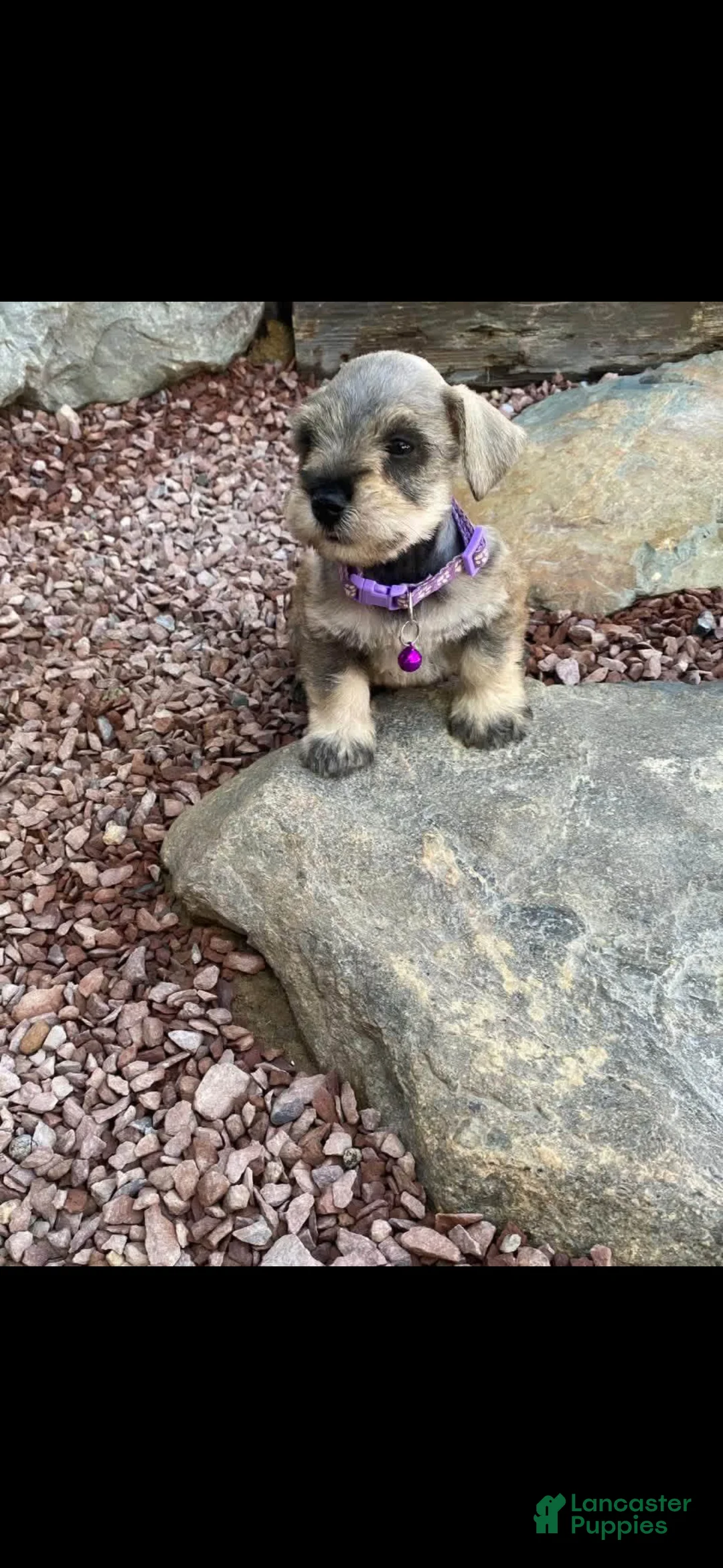Miniature Schnauzer dogs for sale: Moon  - Ad 1