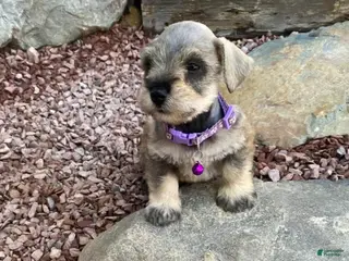 Miniature Schnauzer dogs Moon - Ad 4
