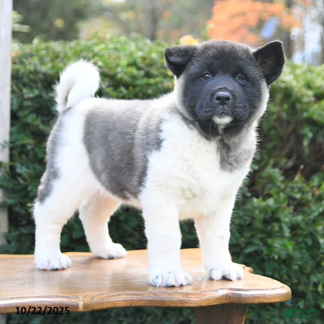Akita dogs for sale: Tena - Ad 2