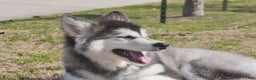 Alaskan Malamute dogs for sale: Dong Dong - Ad 18