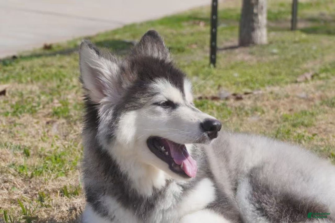 Alaskan Malamute dogs for sale: Dong Dong - Ad 18