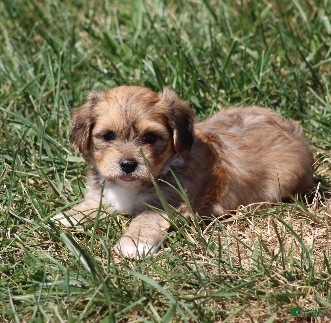 Havanese dogs for sale: Max - Ad 2
