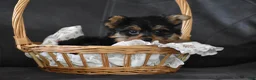 Yorkshire Terrier dogs for sale: Fairy - Ad 5