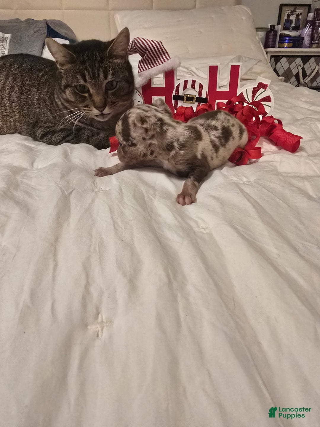 Chihuahua dogs for sale: Lana - Ad 7