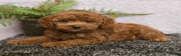 Cockapoo dogs for sale: Reggie - Ad 4