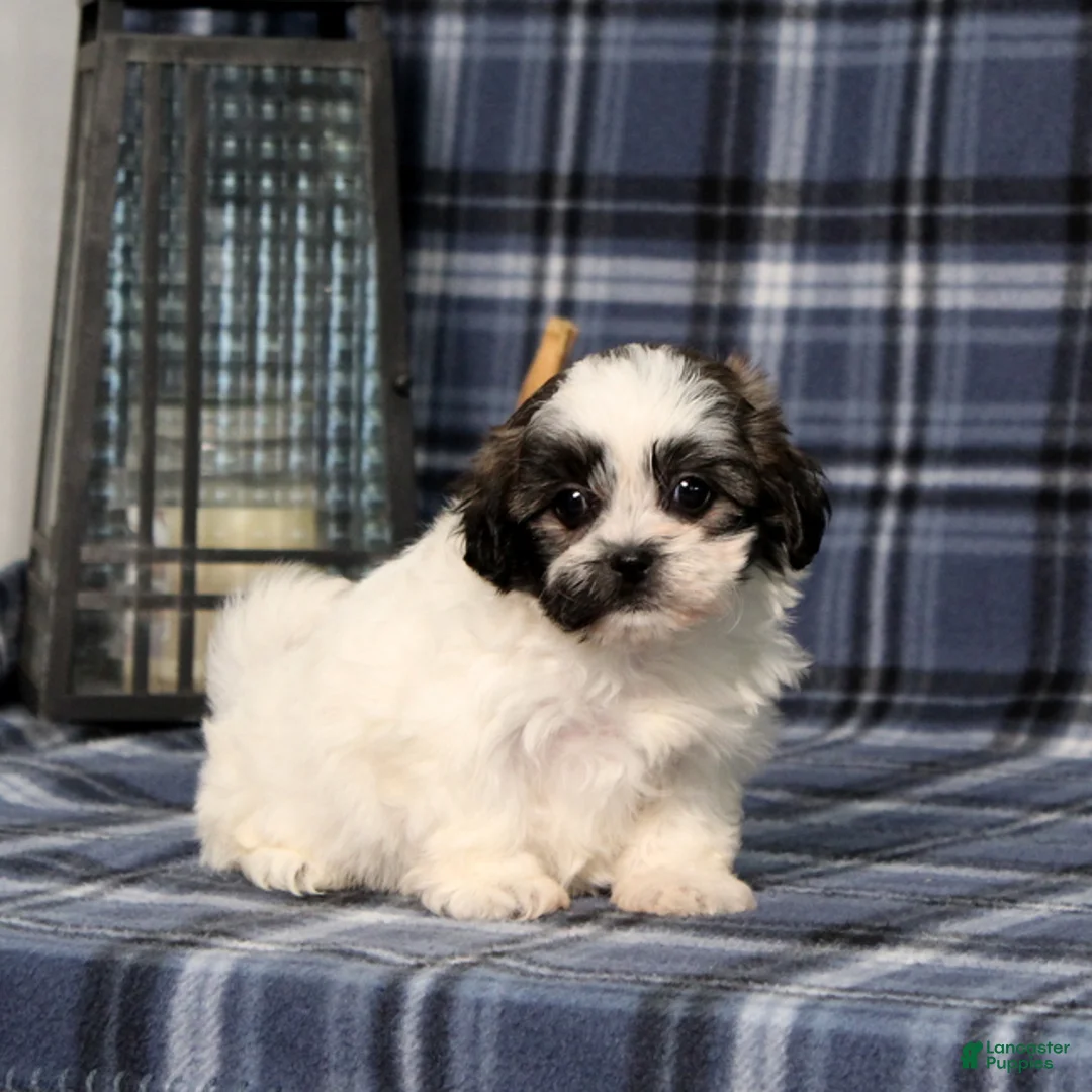 Teddy Bear dogs for sale: Khloe - Ad 5