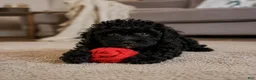 Miniature Poodle dogs for sale: Dexter - Ad 3