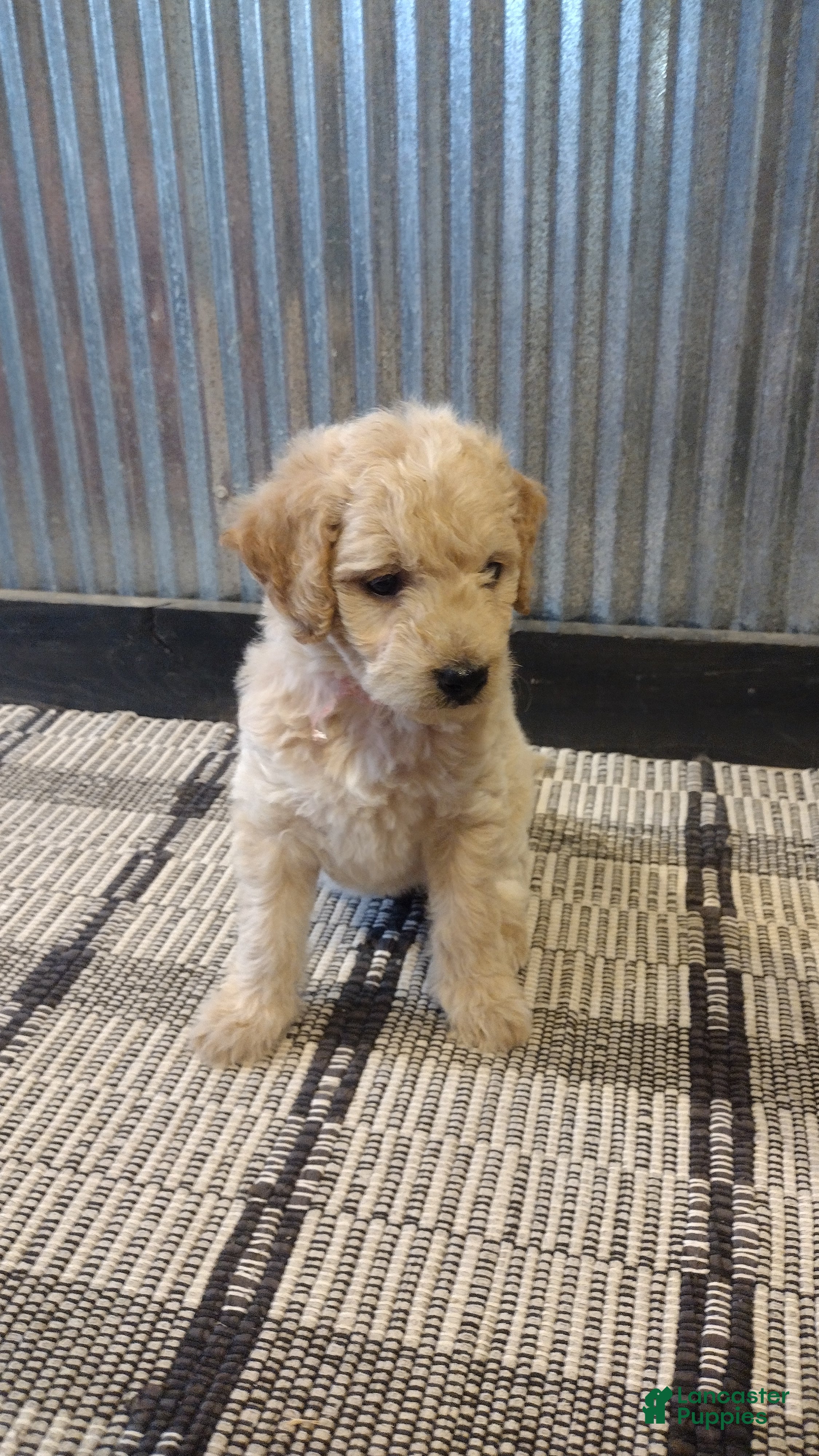Mini Goldendoodle dogs Ginger  - Ad 2