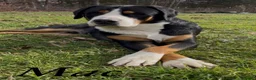 Greater Swiss Mountain Dog dogs for sale: AKC Tybalt - Ad 4