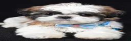 Shih Tzu dogs for sale: Travis - Ad 4