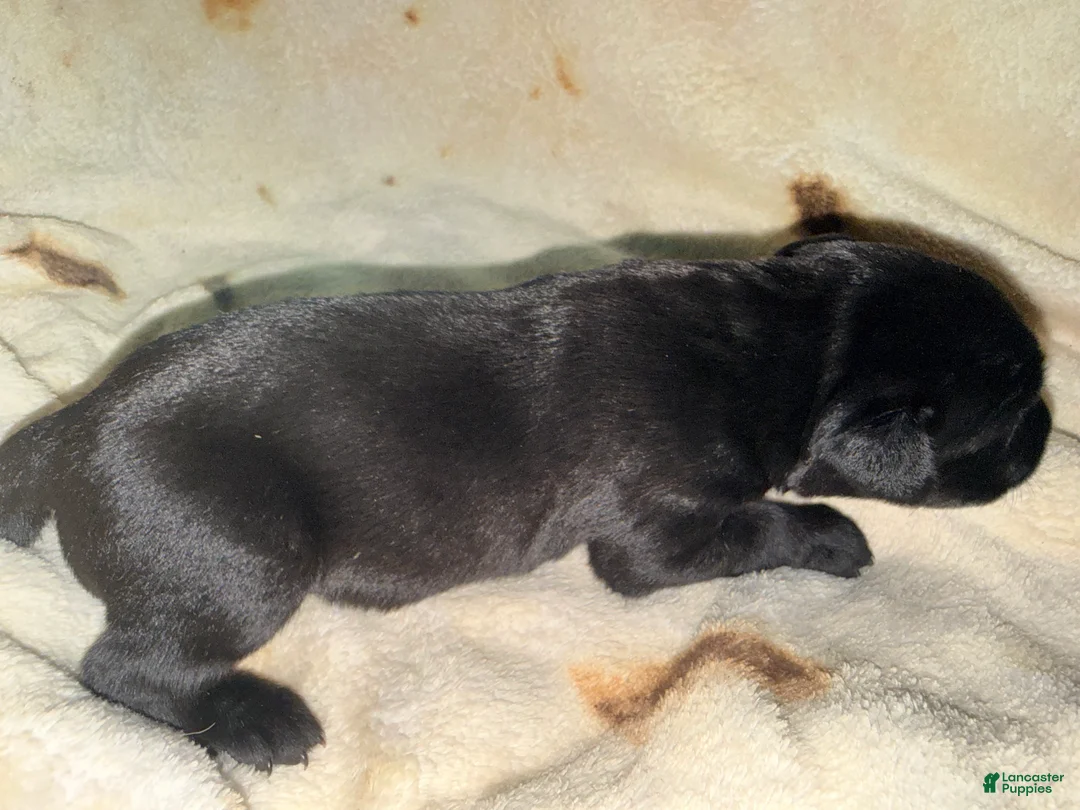 Cane Corso dogs for sale: Cain AKC  - Ad 2