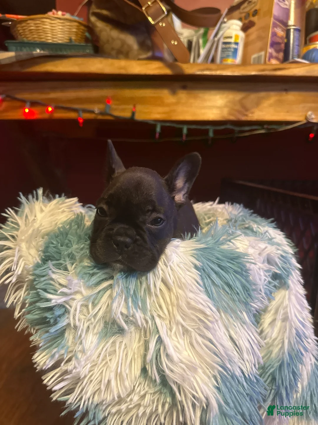 French Bulldog dogs for sale:  Puppy 4 - Ad 1