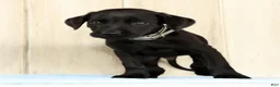 Labrador Retriever dogs for sale: Brady - Ad 6