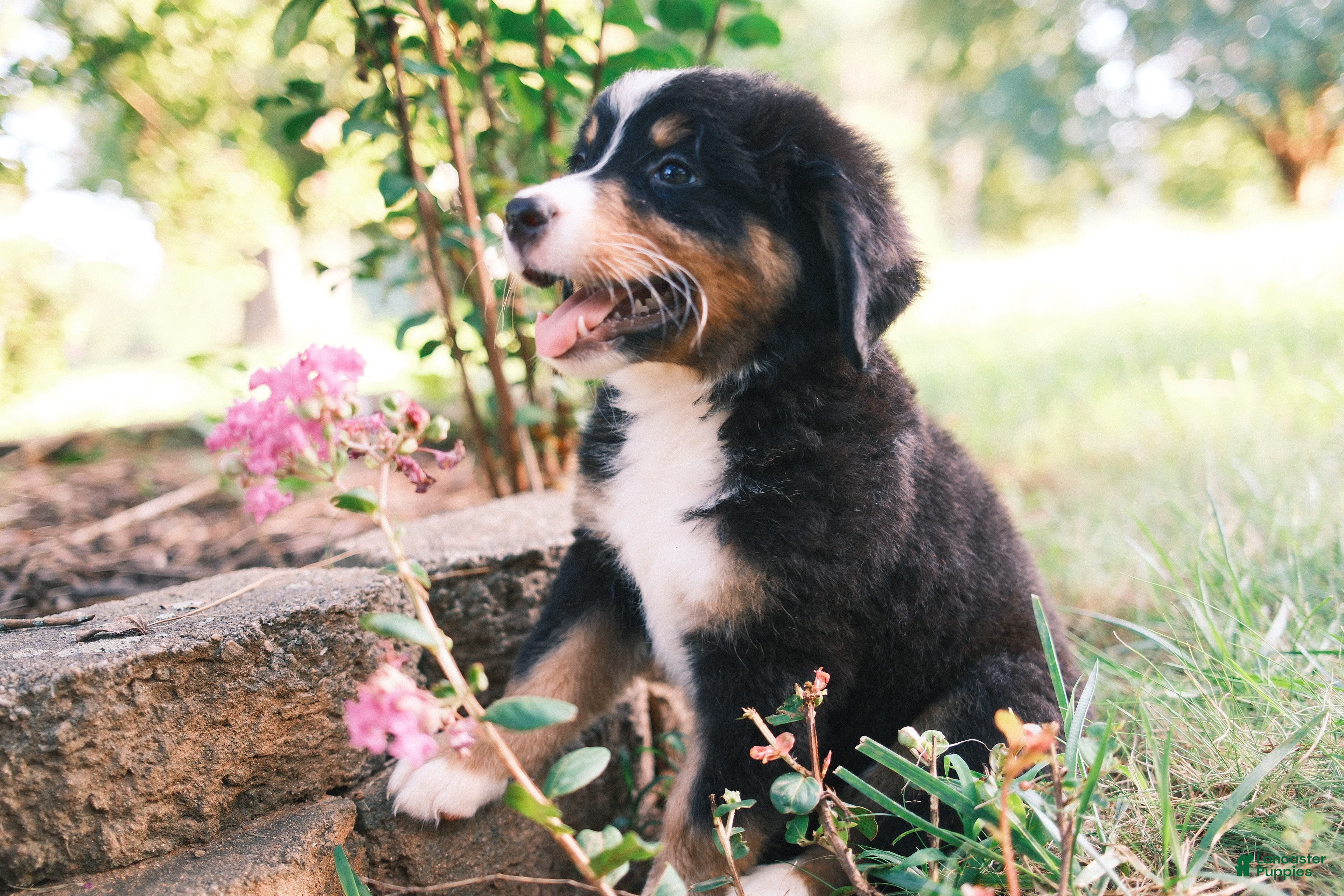 Mixed Breed dogs Black tri girl 2 - Ad 2