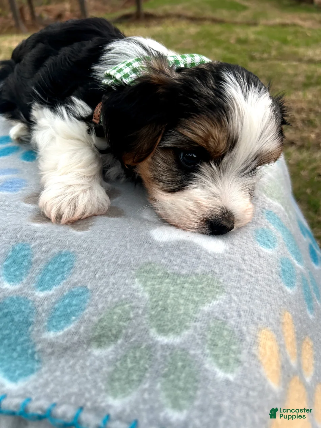 Yorkshire Terrier dogs for sale: Yorkshire Terrier Puppy 1 - Ad 7