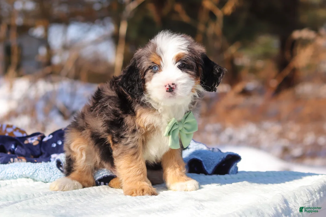 Mini Bernedoodle dogs for sale: Enzo - Ad 3