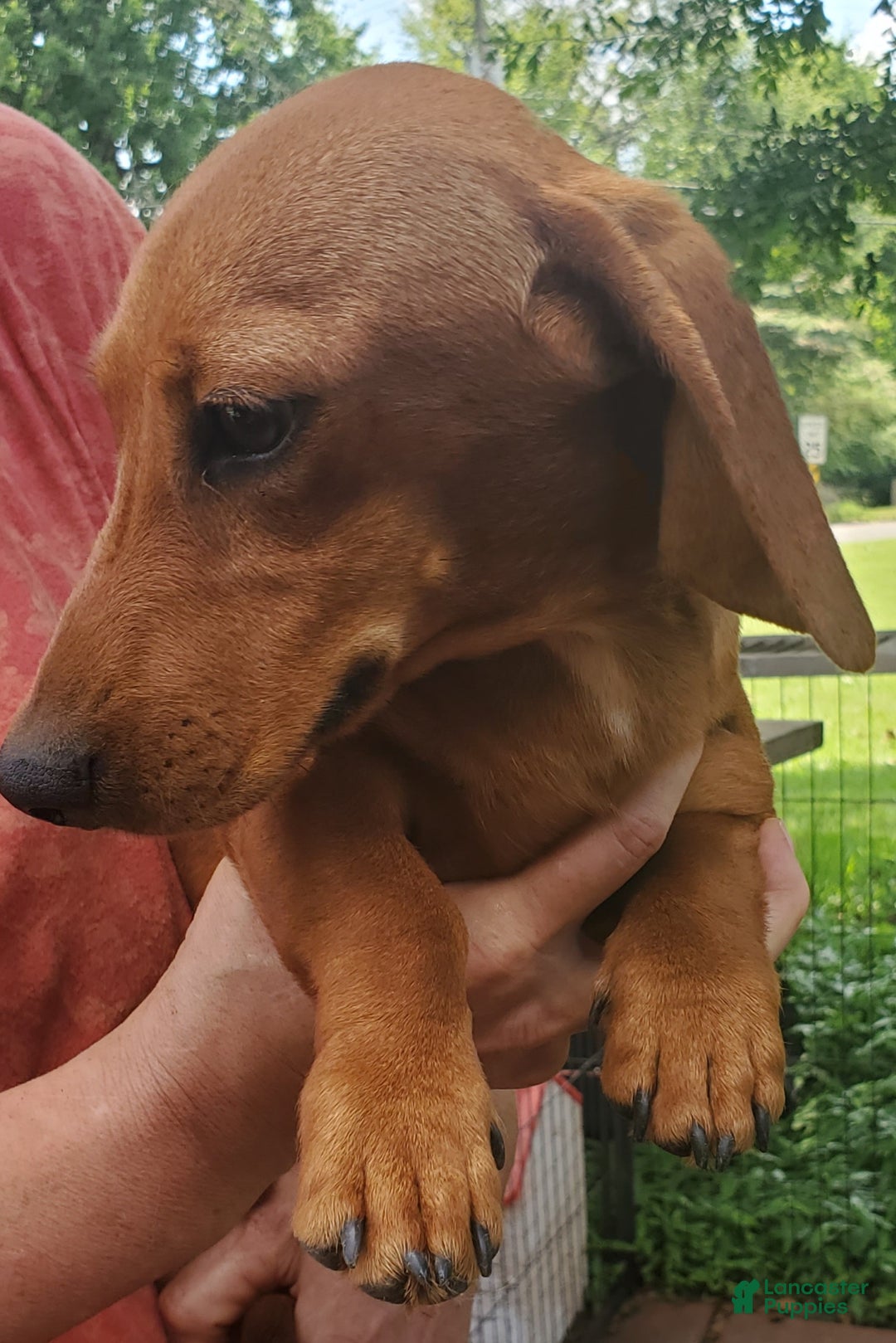 Dachshund dogs for sale: Jolly - Ad 13