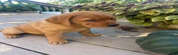 Labrador Retriever dogs for sale: Bailey - Ad 8